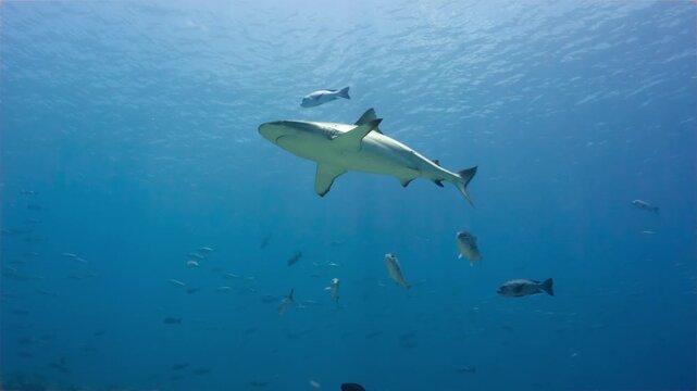 Underwater shot of Grey Reef Shark and silver fish swimming towards camera in the Palau National Marine Sanctuary