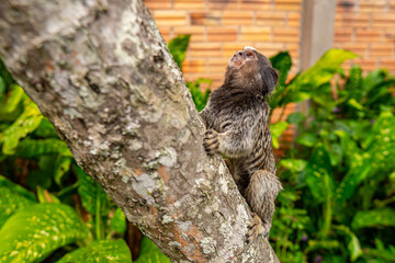 Common Marmoset Wild Monkey Brazilian Wildlife Tropical Forest Nature Native Mammal Primate Atlantic Forest Cerrado Animal Portrait Brazil South America Outdoor Conservation © Pedro