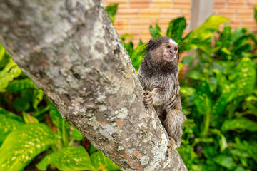Common Marmoset Wild Monkey Brazilian Wildlife Tropical Forest Nature Native Mammal Primate Atlantic Forest Cerrado Animal Portrait Brazil South America Outdoor Conservation © Pedro