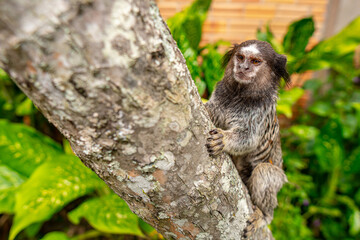 Common Marmoset Wild Monkey Brazilian Wildlife Tropical Forest Nature Native Mammal Primate Atlantic Forest Cerrado Animal Portrait Brazil South America Outdoor Conservation © Pedro