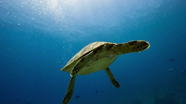 Underwater low angle shot of Turtle swimming down towards and past camera before swimming away
