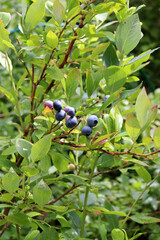 A bush with ripening blueberries on a sunny summer day in the garden - vertical photo, close-up © Iuliia Koroleva