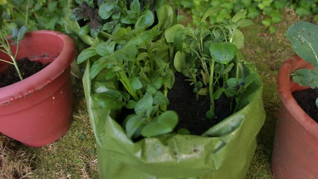 Potatoes growing in a green grow back sack