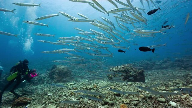 Underwater shot of a large school of Barracuda with SCUBA Divers in the Palau National Marine Sanctuary.