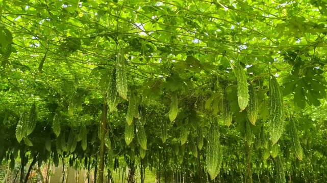 High-quality 4K footage of healthy organic bitter gourd plants growing inside a tropical farm in Sri Lanka. Fresh green vines, sustainable agriculture, vegetable cultivation, and authentic rural farmi