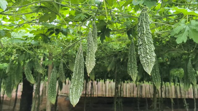Detailed 4K close-up footage of fresh bitter gourd vines and green leaves inside an organic vegetable farm in Sri Lanka. Ideal for agriculture, sustainable farming, healthy food, and tropical cultivat