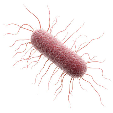 Pink textured bacterial microbe cell with long fimbriae or pili stalks isolated on transparent background png element