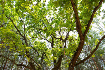 Fototapeta premium Green Tree Canopy Viewed From Below In Summer Forest, Natural Background For Ecology, Forest Protection, Clean Air, Climate, Biodiversity, Wellness And Seasonal Nature Content