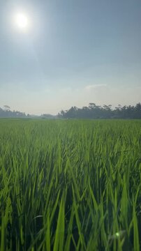 Lush green rice field with bright morning sun in rural Indonesia, vertical video