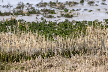 Fototapeta premium Whimbrel among dry marsh grass