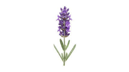Obraz premium Fresh lavender flower sprig on white background, blooming purple lavender blossom with green leaves, aromatic herbal plant for aromatherapy and wellness