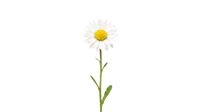 Single white daisy flower on green stem, blooming chamomile wildflower isolated on white background, organic botanical element for spring design