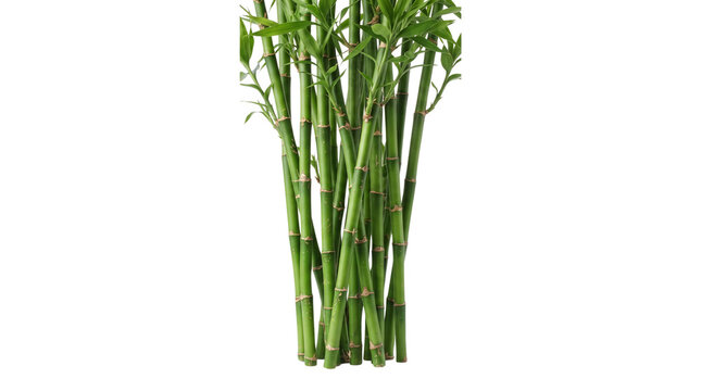 Green bamboo stalks with fresh leaves, tropical plant stems on white background, organic bamboo forest texture for spa and wellness design