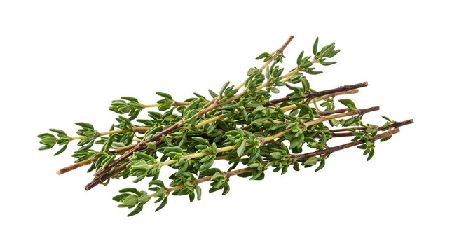 Fresh thyme sprigs isolated on white background, organic green herbal seasoning, aromatic culinary thyme branches for cooking and food design