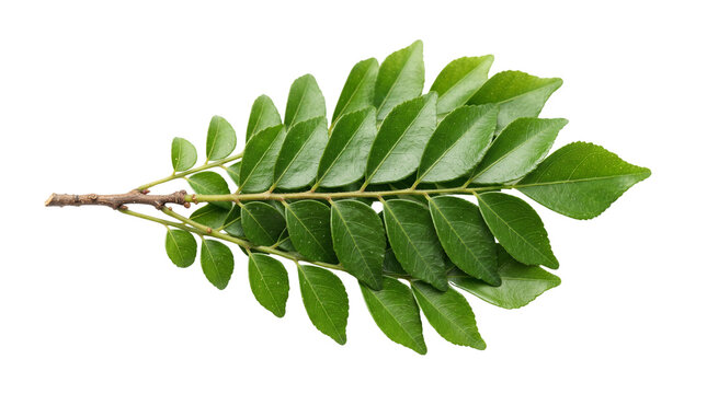 Fresh curry leaves on branch, aromatic green murraya koenigii sprig, organic indian spice herb isolated on white background