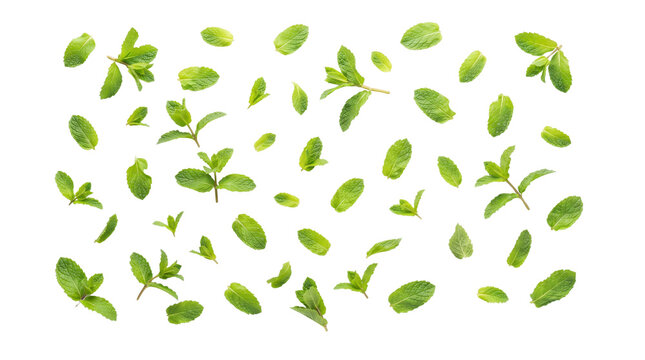 Fresh green mint leaves falling on white background, organic peppermint sprigs pattern, aromatic herbal tea ingredients for healthy lifestyle
