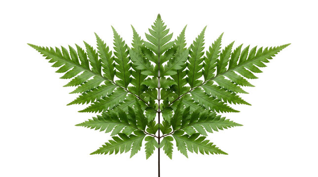 Symmetrical green fern leaf isolated on white background, vibrant tropical foliage frond, botanical plant element for nature design and eco branding