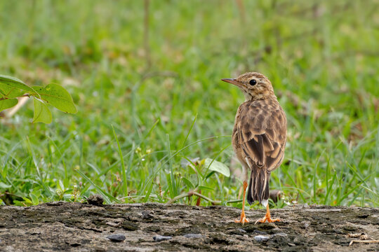 A beautiful close-up view of a paddyfield pipit or Oriental pipit (Anthus rufulus), the bird is sitting on ground in a blurred background. West Bengal, India