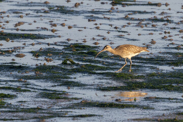 Fototapeta premium Whimbrel foraging on an algae-covered mudflat