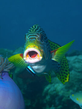 Yellow-banded sweetlip (Plectorhinchus lineatus) visiting a cleaning station on a coral reef in the house reef of Pulau Pef, Raja Ampat, West Papua, Indonesia. Fish with its mouth wide open.