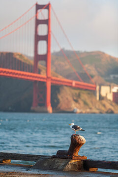 Vertical view of a seagull sitting on a pier bollard with Golden Gate Bridge background