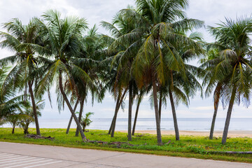 Obraz premium Coconut palm trees along the tropical beach and coastal road,A scenic row of vibrant green coconut palm trees standing tall along a coastal road next to a tranquil sandy beach and calm sea under.