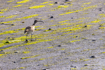 Fototapeta premium Whimbrel on a sunlit tidal mudflat