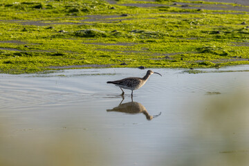 Fototapeta premium Whimbrel wading with its reflection