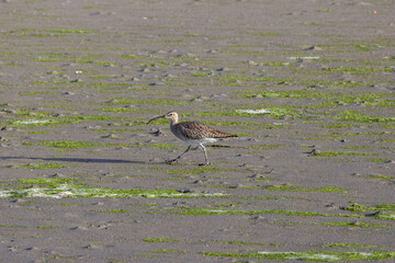 Fototapeta premium Whimbrel walking on a tidal mudflat