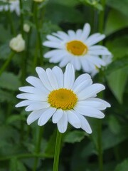Fototapeta premium Daisies Bloom Gracefully, Capturing the Essence of a Tranquil Garden in the Heart of Summer's Embrace, Surrounded by Vibrant Greenery