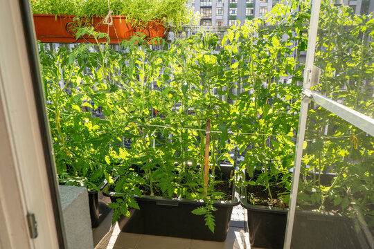 Tomato Plants Growing in Pot on Apartment Balcony Garden
