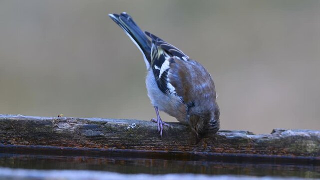 Eurasian chaffinch (Fringilla coelebs) perching on a wooden log and drinking water from a natural pond in wild forest environment.