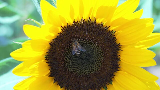 Close-up of a honeybee on a sunflower in Japanese summer, Slow motion