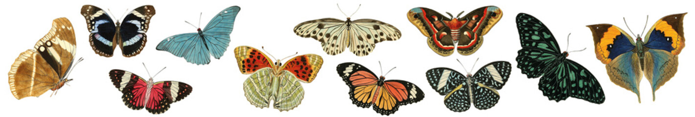 Obraz premium Vintage butterfly botanical illustration set. Collection of colorful isolated butterflies on white background