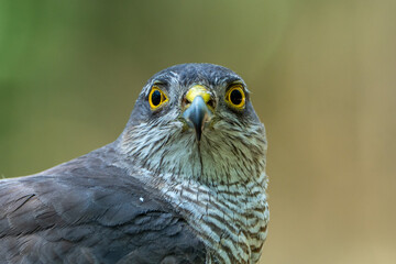 Obraz premium Close-up photo of a sparrowhawk.