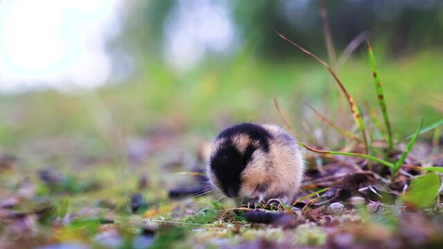 Close up of a Norway Lemming feeding on grass stalks in Norway