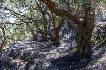 Fototapeta premium Old olive trees with nets preparing for olive oil harvest in Corfu