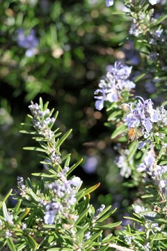 European Honey Bee (Apis mellifera) flying to lavender flower