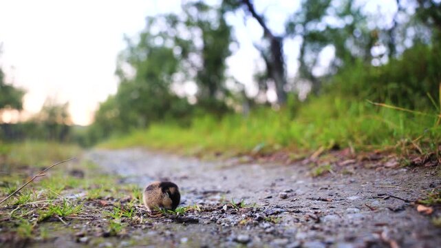 Close up of a Norway Lemming feeding on grass stalks in Norway