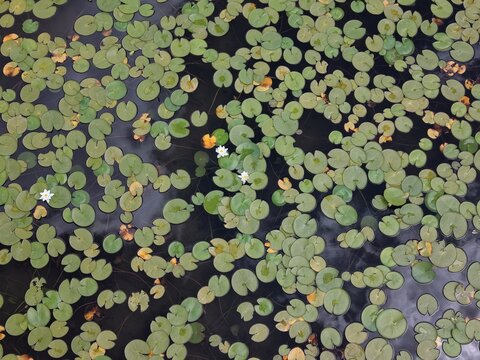 Aerial view of Erigol Yaylasi Guzelbag featuring a dense carpet of green lily pads floating on dark water with white water lily flowers blooming in Akseki, Antalya, Turkiye.