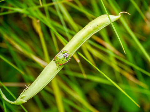 A green stink bug (Nezara viridula) is taking a stroll on a round pea (Lathyrus sphaericus). Photographed in Tremosine.