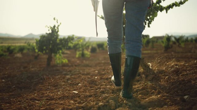 Low-angle view of an agronomist walking through vineyard rows in rubber boots while inspecting grapevines . Agricultural field inspection, crop monitoring, vineyard management, modern farming concept