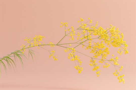 Delicate yellow mimosa flowers on a thin branch against a soft pink background with plenty of copy space, simple and elegant floral still life