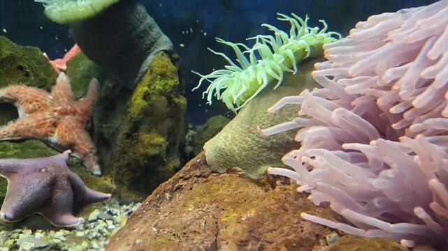Static tracking handheld shot of starfish and sea anemone swaying and resting on rocky seabed inside aquarium tank