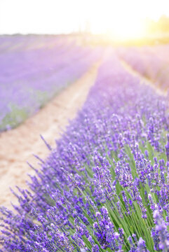 Rows of lavender flowers at sunset. Wonderful violet nature landscape