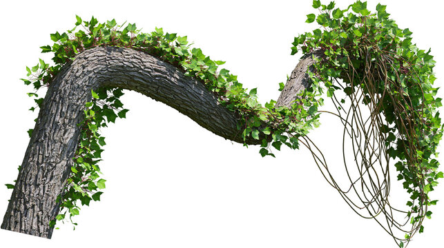 Curving tree branch covered with green ivy leaves, isolated on transparent background