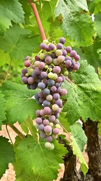 Veraison in a vineyard. Bunch of grapes with berries that begin the ripening phase. Traditional agriculture. Sardinia. Footage.