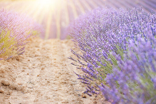 Sunset over a summer lavender field. Landscape with rows of lavender fields