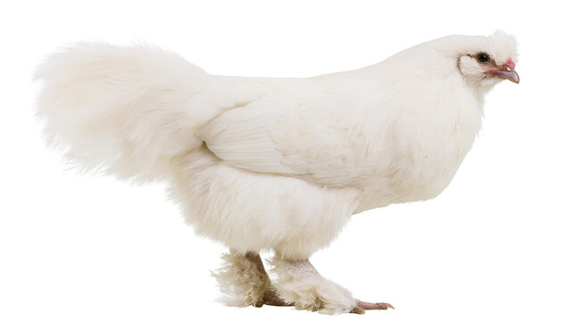 Fluffy white Silkie chicken with feathered legs, isolated on transparent background