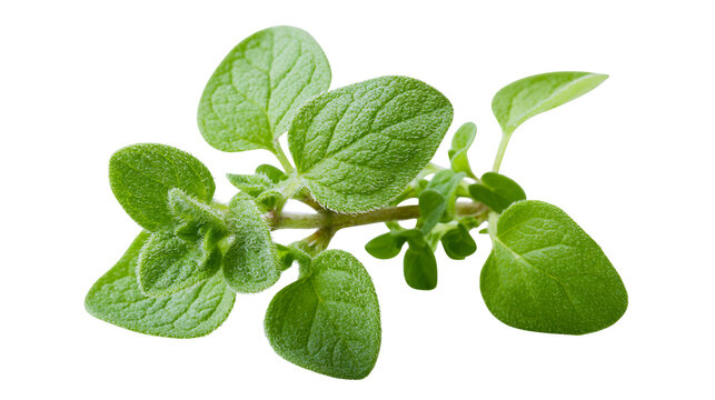 Fresh green oregano herb sprig with textured leaves, isolated on transparent background